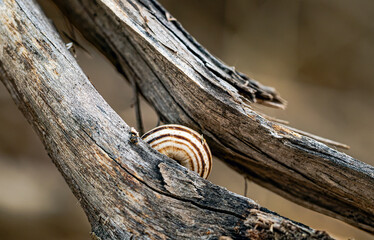 A small snail with a striped shell hiding between dry cracked tree branches. Macro shot showing the texture of weathered wood and the striped mollusk shell in a natural environment. © yevgeniysh