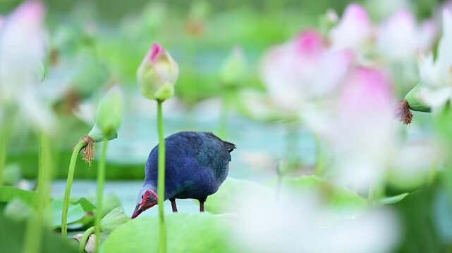 Cinematic nature video featuring a wild waterfowl framed by a shallow depth of field, with soft green foliage and floral buds creating a smooth background.