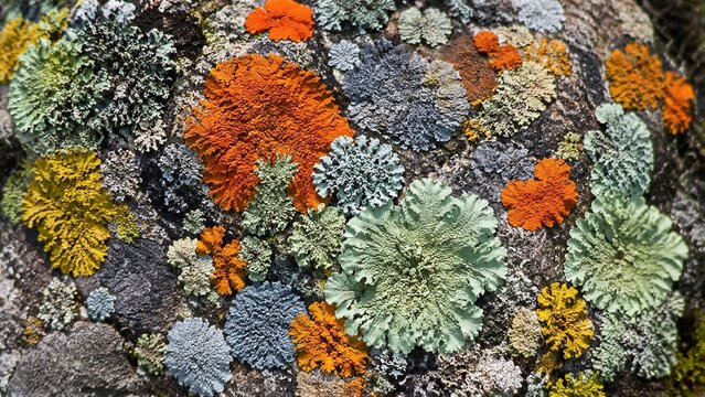 Varied lichen patches colonizing coarse rocky surface in closeup