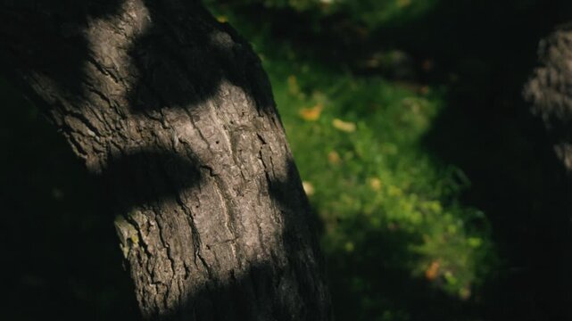 Moss-covered spring water with a thick tree trunk illuminated by strong sunlight