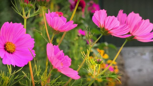 Close up of vibrant pink cosmos flowers swaying in the wind. Beautiful blooming Mexican aster in a candid sunny garden on a bright summer day with soft bokeh.
