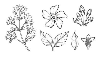 Fototapeta premium Nyctanthes Arbor Tristis Parijat Medicinal Plant Scientific Vector Drawing