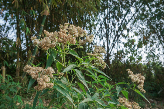 A late-season wild boneset plant with dense clusters of brown and white flowers in full bloom, growing among the green foliage against a blurry backdrop of bamboo clumps.