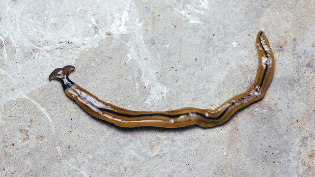 Hammerhead worm crawling on concrete surface