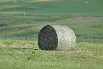 bales of hay, hay bales in the field, hay, landscape, grass, summer, rural, meadow, nature, haystack, countryside, roll, green, dry © Peter