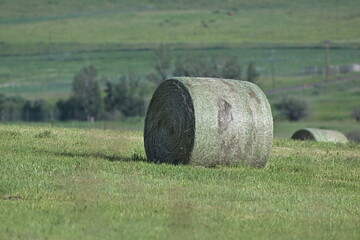 hay bales in the field, hay, landscape, grass, summer, rural, meadow, nature, haystack, countryside, roll, green, dry © Peter