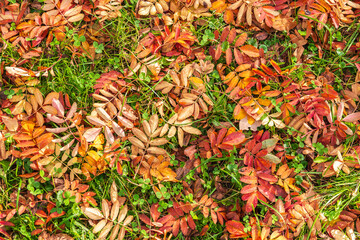 Fototapeta premium Orange and yellow fallen leaves in the sunlight.