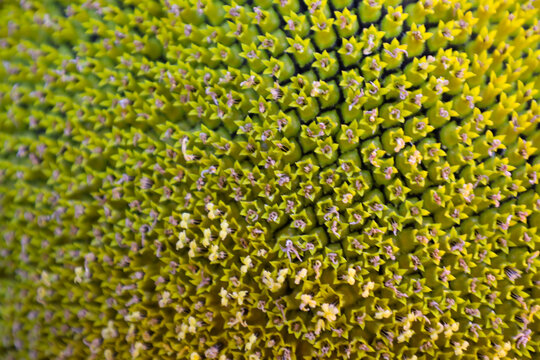 Macro shot of a sunflower head center showing the geometric pattern of tubular florets and developing seeds. The yellow-green natural texture in close-up highlights the detailed structure of the sunfl