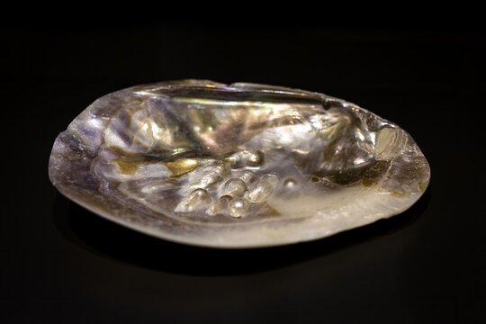 Natural pearl oyster shell displaying iridescent mother of pearl interior with several natural pearls, museum exhibit in Mallorca