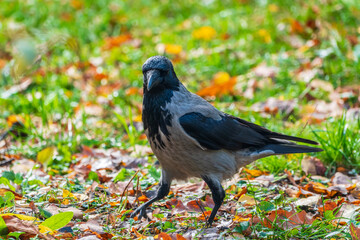 Naklejka premium Hooded crow, corvus cornix, standing on the lawn in the spring or summer