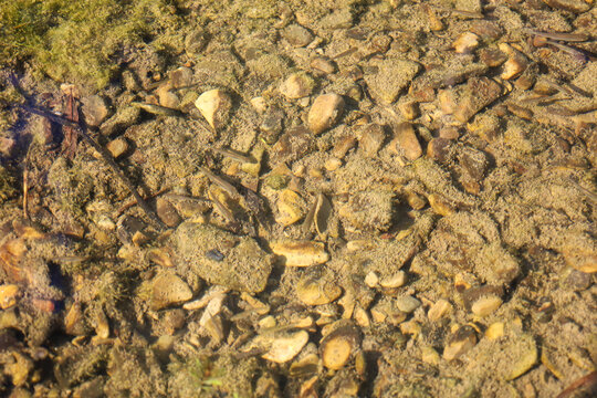 A school of tiny fish fry swimming in a clear shallow river over a stony and sandy riverbed. Sunlight illuminating the transparent water reveals the natural texture of pebbles, sand, and algae.