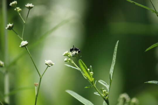Black Ant collecting nectors from Parthenium hysterophorus flowers