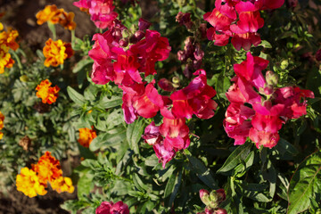 Fototapeta premium A blooming flower bed featuring vibrant pink snapdragons and bright orange marigolds. Sunlight illuminates the lush inflorescences and green leaves, creating a colorful garden highlight.