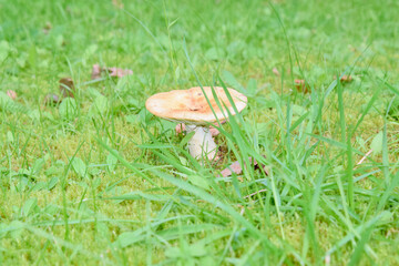 mushroom grows among fallen leaves © dzmitry_2014