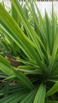 close up of pandan leaves