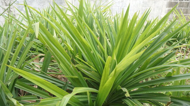 close up of pandan leaves