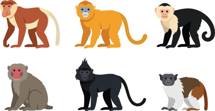 Colorful monkey collection. Cartoon monkey characters in different poses and species