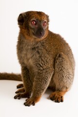 Naklejka premium Red-eyed Lemur in Captivity: A curious red-eyed lemur sits attentively, its striking red eyes contrasting with its soft brown fur, in a controlled studio environment.