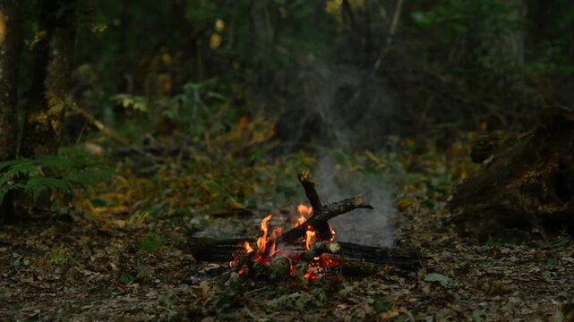 Campfire Burning in Summer Forest Medium Shot Loop.  Seamless loop video of a campfire burning with natural sound in a summer forest. Cozy outdoor camping fire pit in the woods.
