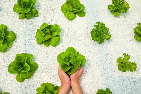 Hydroponic farming and organic agriculture concept with child hands holding fresh green lettuce vegetable on white foam bed for healthy food diet, clean eating and sustainable gardening.