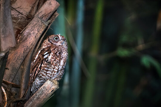 Eastern screech-owl (Megascops asio) on a palm tree in porch light in Florida. Photographed at slow shutter speed with static low level fill light faded in gradually. Brightened heavily in Photoshop. 