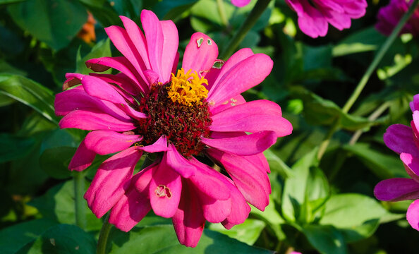 Bright zinnia flowers, close‑up. Summer concept of colorful floral wallpaper.