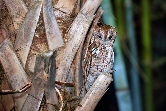 Eastern screech-owl (Megascops asio) on a palm tree in porch light in Florida. Photographed at slow shutter speed with static low level fill light faded in gradually. Brightened heavily in Photoshop. 