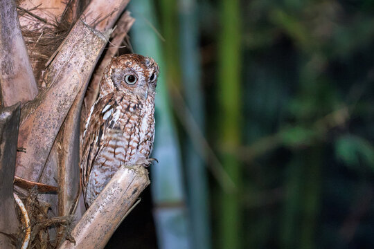 Eastern screech-owl (Megascops asio) on a palm tree in porch light in Florida. Photographed at slow shutter speed with static low level fill light faded in gradually. Brightened heavily in Photoshop. 