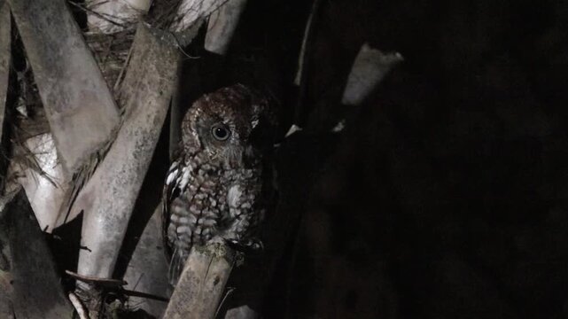 Eastern screech-owl (Megascops asio) on a palm tree in Florida. 