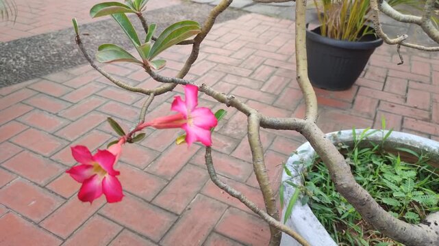 Beautiful view of Adenium obesum plant