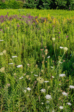 745-84 Queen Ann's Lace on the Prairie