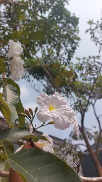 White ipe flower or lapacho blanco (Tabebuia roseo-alba) blooming.