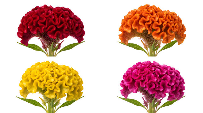Four vibrant cockscomb celosia flower heads in red, orange, yellow, and magenta arranged in a two-by-two grid.