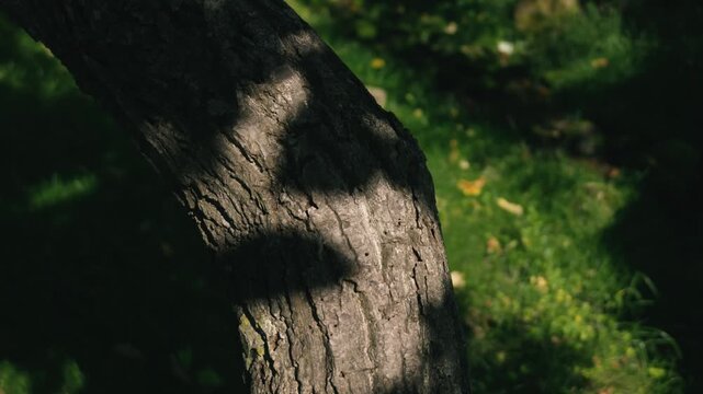 Moss-covered spring water with a thick tree trunk illuminated by strong sunlight