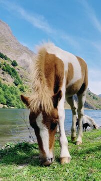 Pony grazing peacefully by mountain lake with green hills, vertical footage