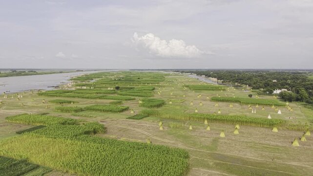 forward drone flight over jute fields on a Padma River char in Kushtia, Bangladesh, showing harvested jute bundles, a narrow waterway, green vegetation, rural settlements, and a cloudy sky.