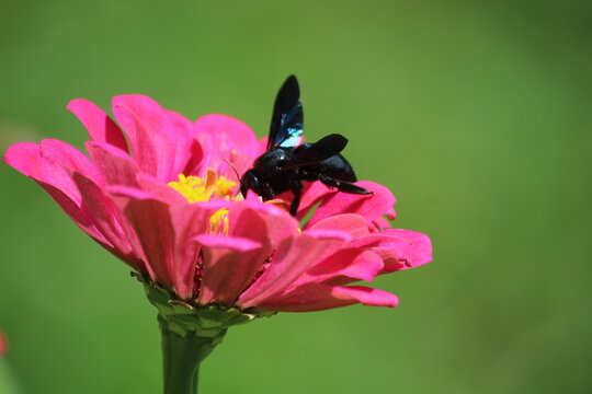  black carpenter bee (Xylocopa minor) or large carpenter bee extracting nector from Zinnia 