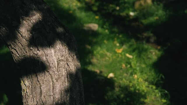 Moss-covered spring water with a thick tree trunk illuminated by strong sunlight
