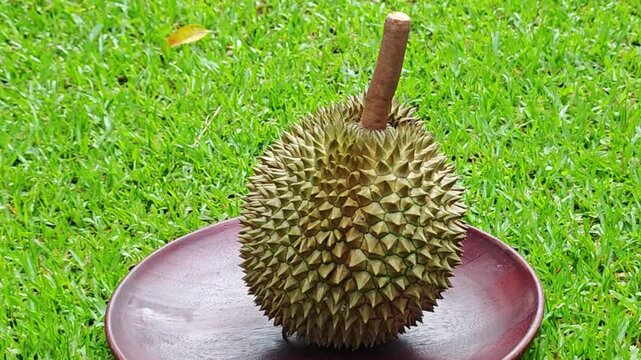 Long-stem durian variety placed on a wooden tray and on grass