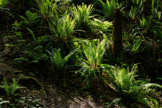 Fern leaves or Polypodiopsida or Polypodiophyta plant in sunlight.