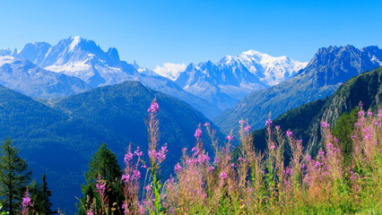 Naklejka premium Pink wildflowers blooming with snowy mont blanc mountain peaks in background