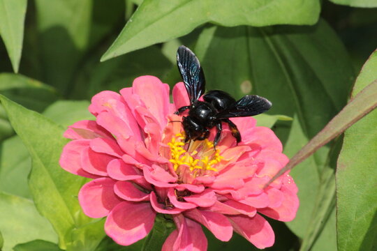  black carpenter bee (Xylocopa minor) or large carpenter bee extracting nector from Zinnia 