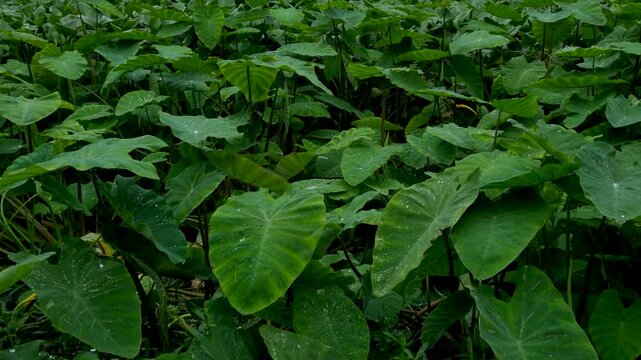 Lush green taro plant field with wet leaves in a tropical garden nature foliage growth dew drops