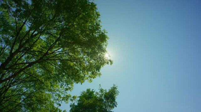 Bright sunlight shines through the green canopy of a leafy tree against a clear blue sky, creating a peaceful natural background with generous copy space