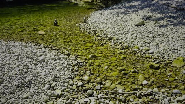 Fish trapped in small, isolated pools along the Mangfall River between Weyarn and Miesbach in southern Bavaria, Germany, as extremely low water levels leave large sections of the riverbed dry during s