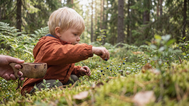 Toddler boy picking wild blueberries in forest with wooden cup and green plants