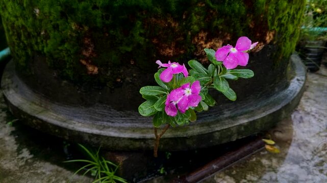 Pink periwinkle flowers blooming beside a large moss covered garden pot plant nature green leaves