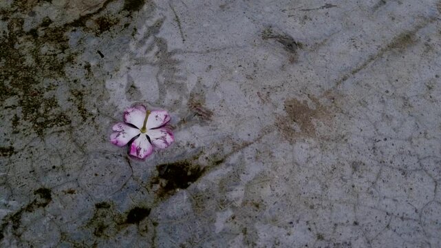 Single white and pink flower resting on textured gray concrete surface petal blossom floor ground