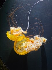 Pacific Sea Nettle Orange Jellyfish with Trailing Tentacles Against Dark Background © DangAnom