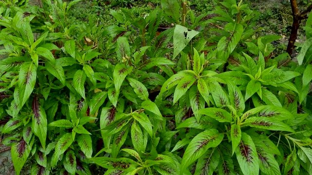 Green leaves with reddish veins growing on bush plants in garden plant foliage nature growth flora